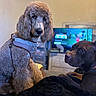 Bingo joined the competition — help win amazing prizes! dog, poodle, brown_dog, pet, indoor, living_room, television, harness, curious, relaxed, furniture, blanket, couch, wall, home, animal, companion, cute, domestic, cozy