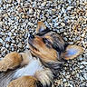 Doug a rejoint le concours — aidez-le/la à gagner de superbes lots ! adorable, animal, black, brown, closeup, cute, dog, ears, fur, nature, outdoor, paw, peaceful, pebbles, puppy, relaxation, resting, sleeping, small_dog, white