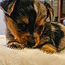 puppy, dog, cute, fur, brown, black, pet, animal, closeup, indoor, blanket, sleepy, young, adorable, face, ears, paw, cozy, soft, resting
