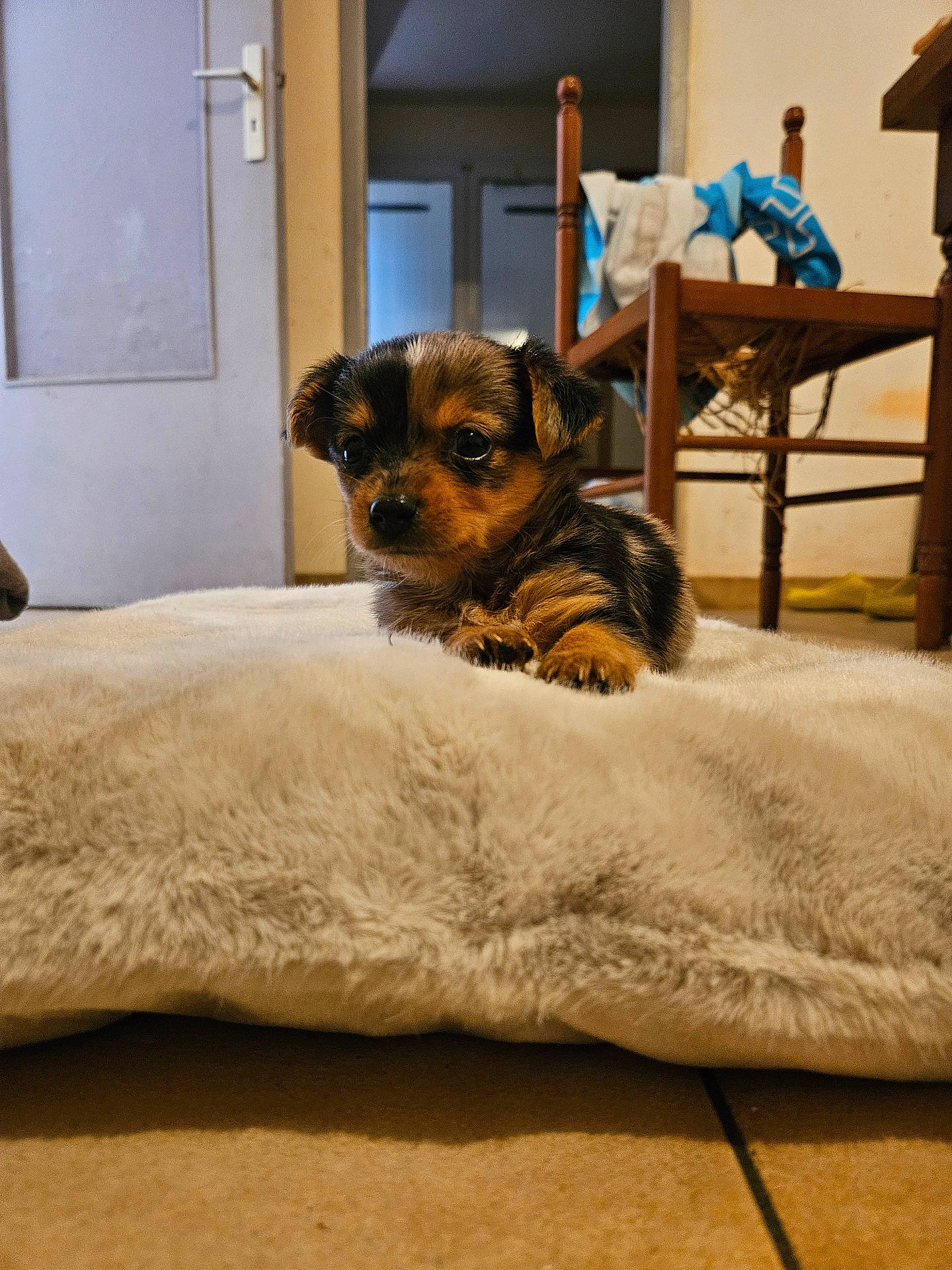 animal, blanket, clothes, cozy, cute, dog, domestic, door, floor, fur, home, indoor, looking, pet, puppy, resting, small_dog, tile_floor, wooden_chair, young_dog