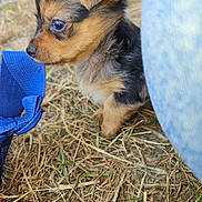 Doug participe au concours pour gagner de l'argent avec cette photo : animal, black_fur, blue_strap, brown_fur, closeup, curious, cute, dog, ears, fur, grass, nature, outdoor, pet, puppy, side_view, small_dog, snout, young_animal, young_puppy