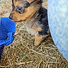 animal, black_fur, blue_strap, brown_fur, closeup, curious, cute, dog, ears, fur, grass, nature, outdoor, pet, puppy, side_view, small_dog, snout, young_animal, young_puppy