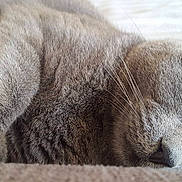 Peppy participe au concours pour gagner de l'argent avec cette photo : british_shorthair, burmese, carnivoran, cat, cat_like_mammal, close_up, eye, fauna, fur, mammal, nose, organ, russian_blue, small_to_medium_sized_cats, snout, whiskers, wildlife