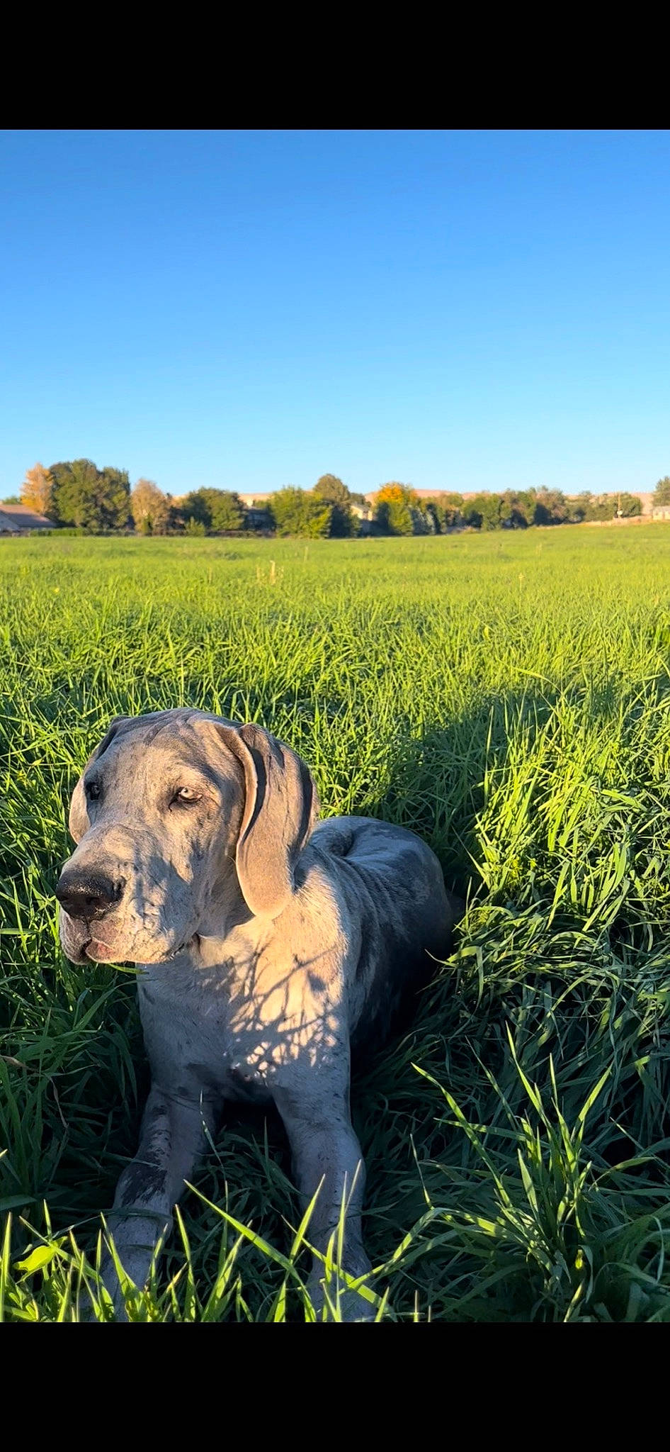 Alani is registered to the contest to win money with this photo: agriculture, carnivore, dog, dog_breed, ecoregion, fawn, grass, grassland, happy, landscape, meadow, natural_landscape, nature, people_in_nature, plain, plant, prairie, rural_area, sky, working_animal