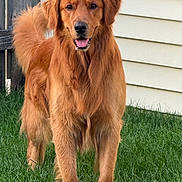 Cooper joined the competition — help win amazing prizes! golden_retriever, dog, canine, pet, grass, outdoor, smiling, fur, tail, ears, friendly, animal, mammal, standing, house, fence, daylight, nature, portrait, companion
