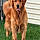 Cooper