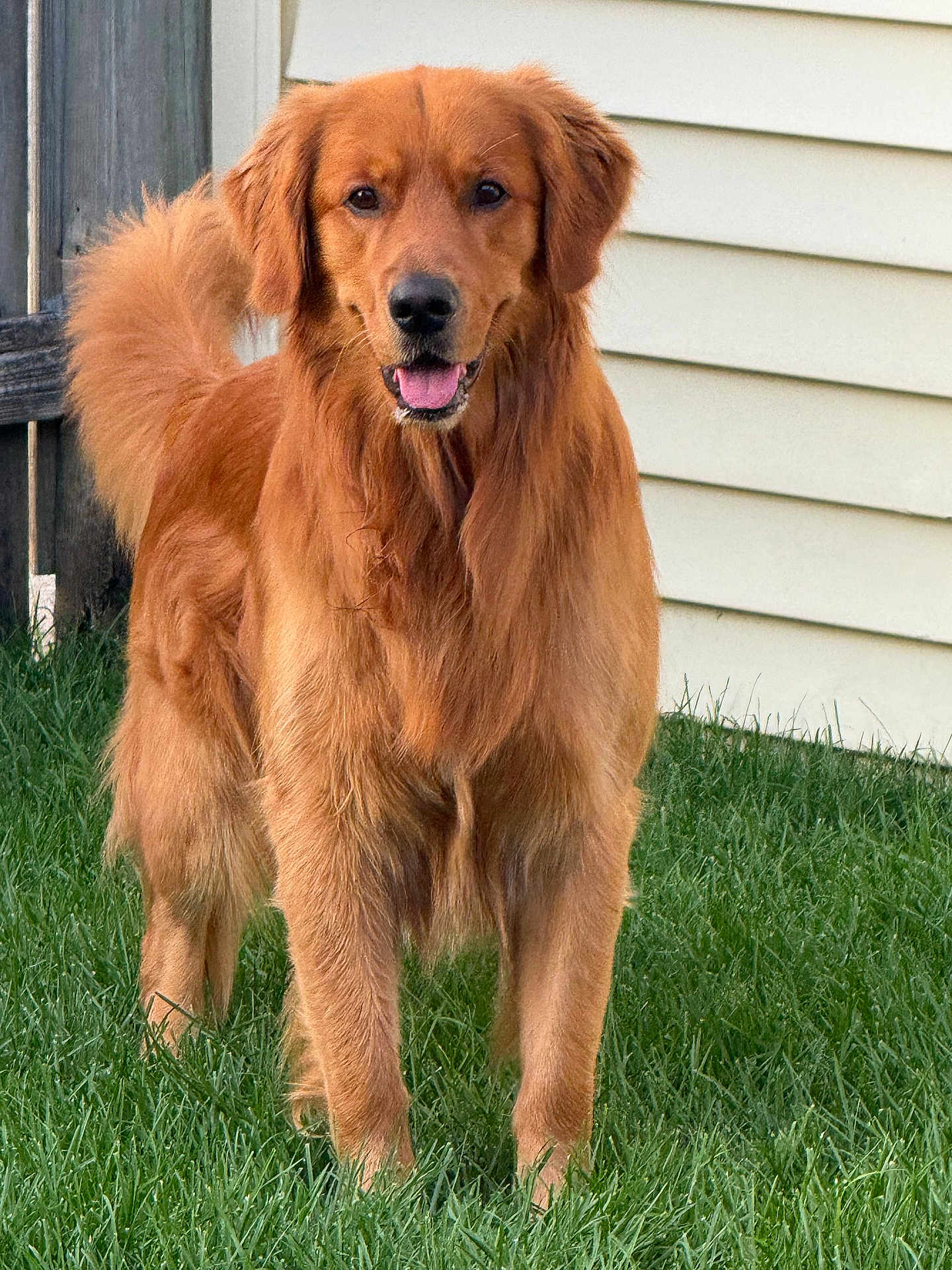 Cooper