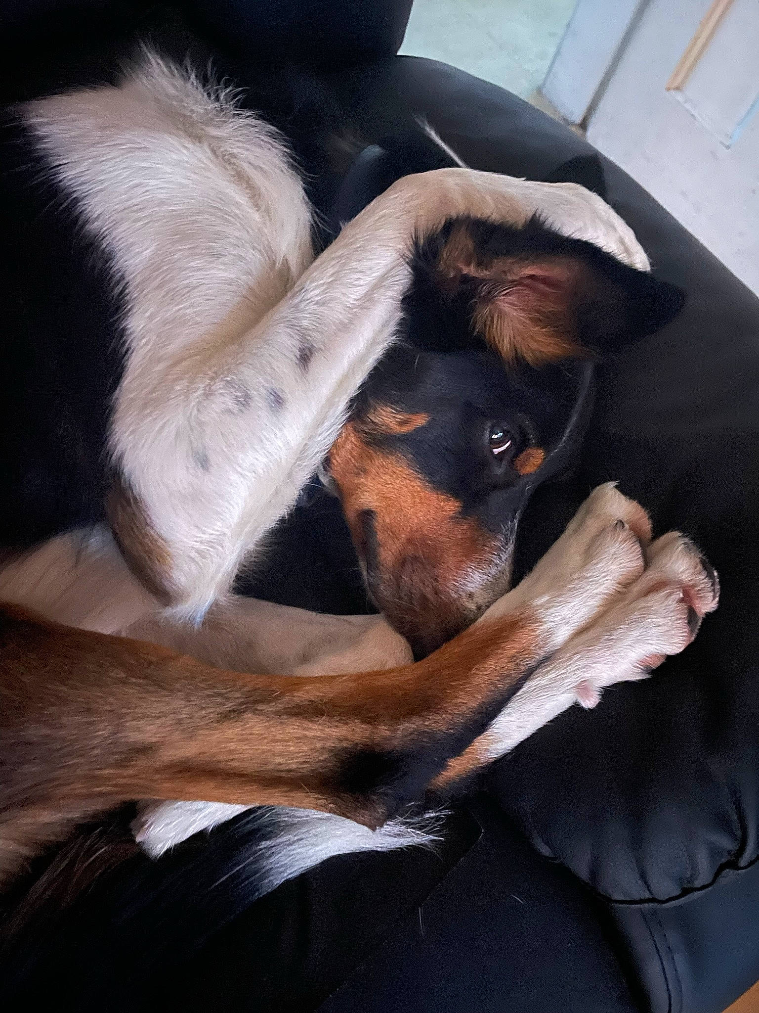 Bramble is registered to the contest to win money with this photo: carnivore, comfort, companion_dog, dog, dog_breed, ear, fawn, fur, gesture, guard_dog, nap, paw, pinscher, prazsky_krysarik, snout, sporting_group, toy_dog, whiskers, working_animal, working_dog