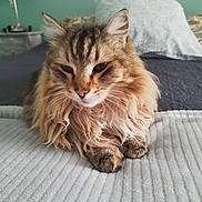 Malabar a rejoint le concours — aidez-le/la à gagner de superbes lots ! cat, fluffy, indoor, bed, blanket, pillow, fur, pet, animal, resting, cozy, striped, whiskers, tabby, domestic, cute, mammal, relaxed, feline, home