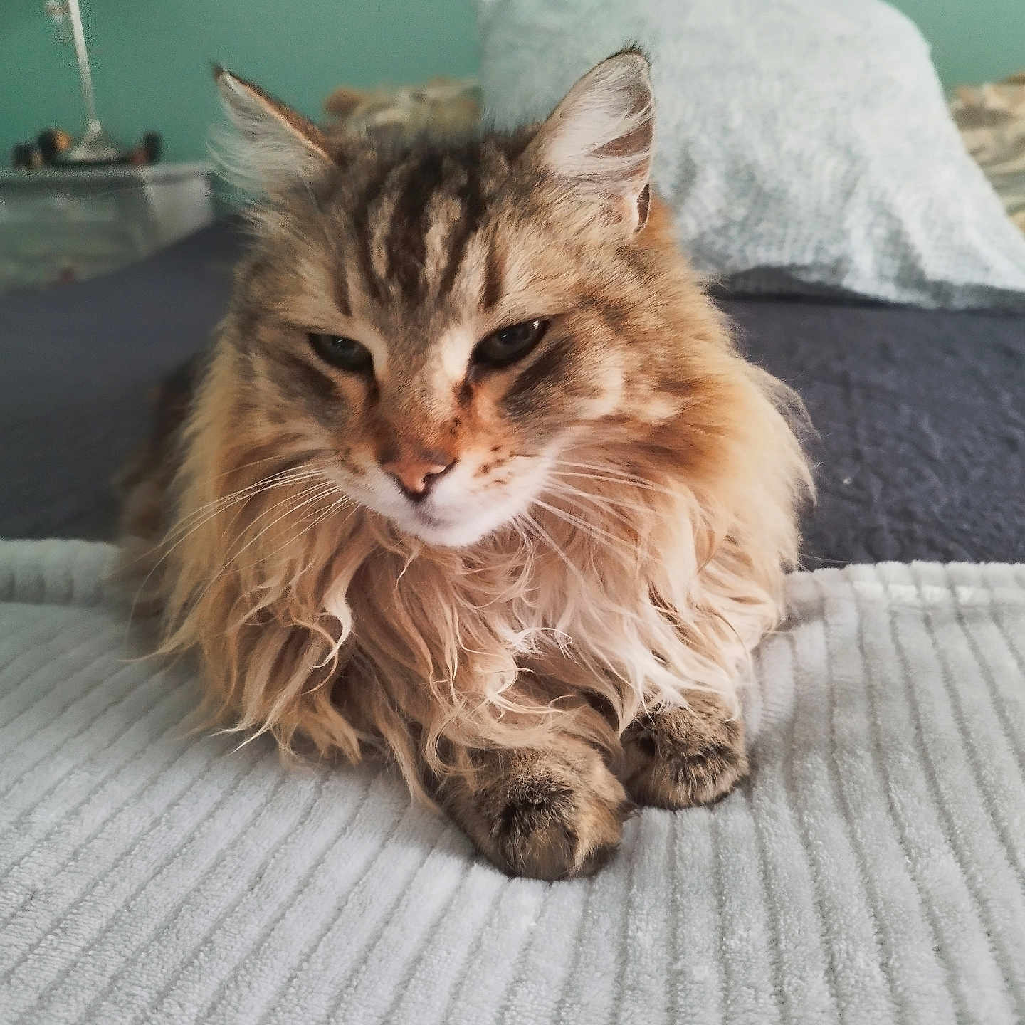 Malabar a rejoint le concours — aidez-le/la à gagner de superbes lots ! cat, fluffy, indoor, bed, blanket, pillow, fur, pet, animal, resting, cozy, striped, whiskers, tabby, domestic, cute, mammal, relaxed, feline, home