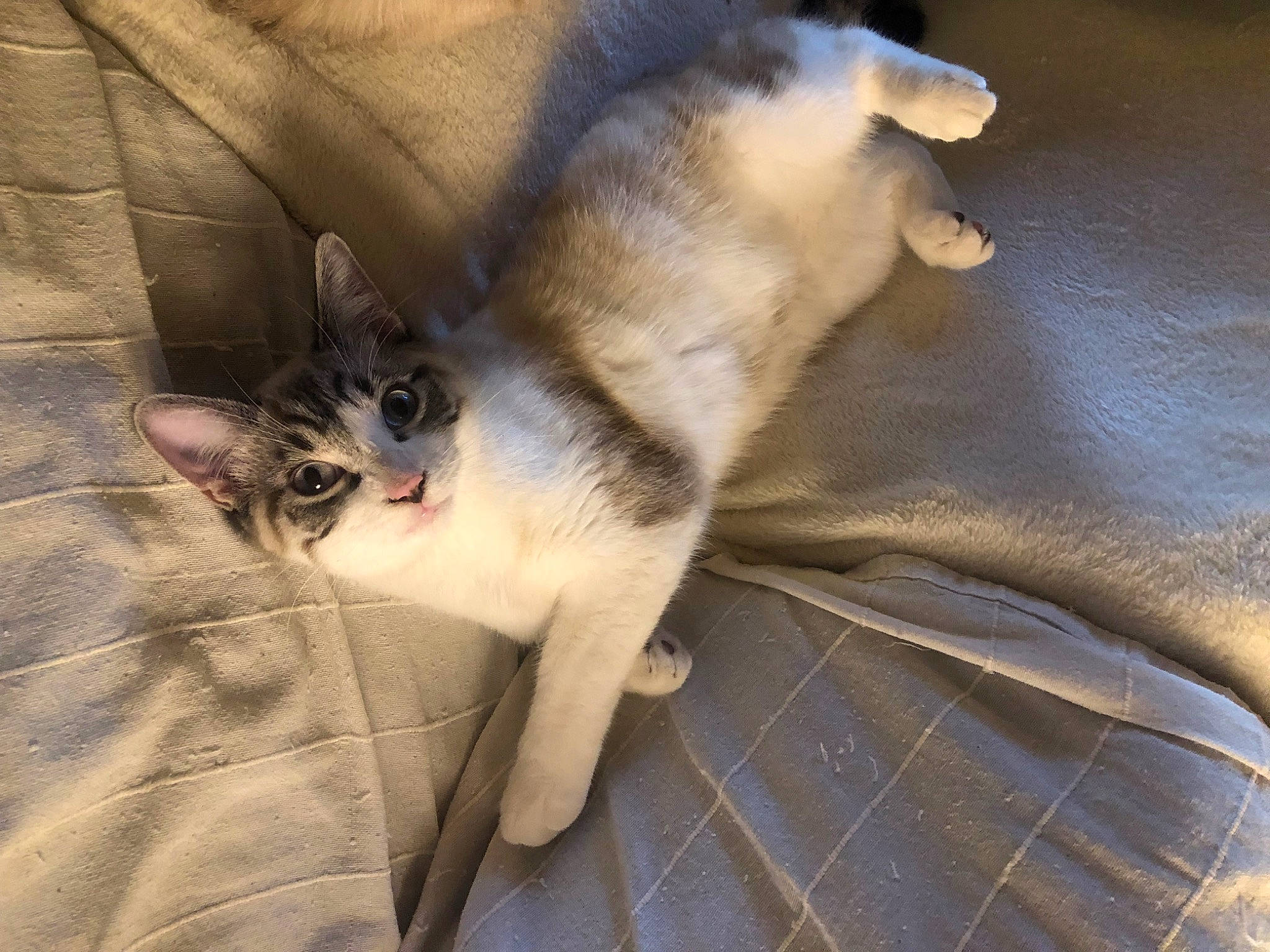 White a rejoint le concours — aidez-le/la à gagner de superbes lots ! carnivore, cat, claw, comfort, couch, domestic_short_haired_cat, fawn, felidae, fur, linens, nap, pattern, paw, sleep, small_to_medium_sized_cats, tail, tartan, textile, whiskers, wood