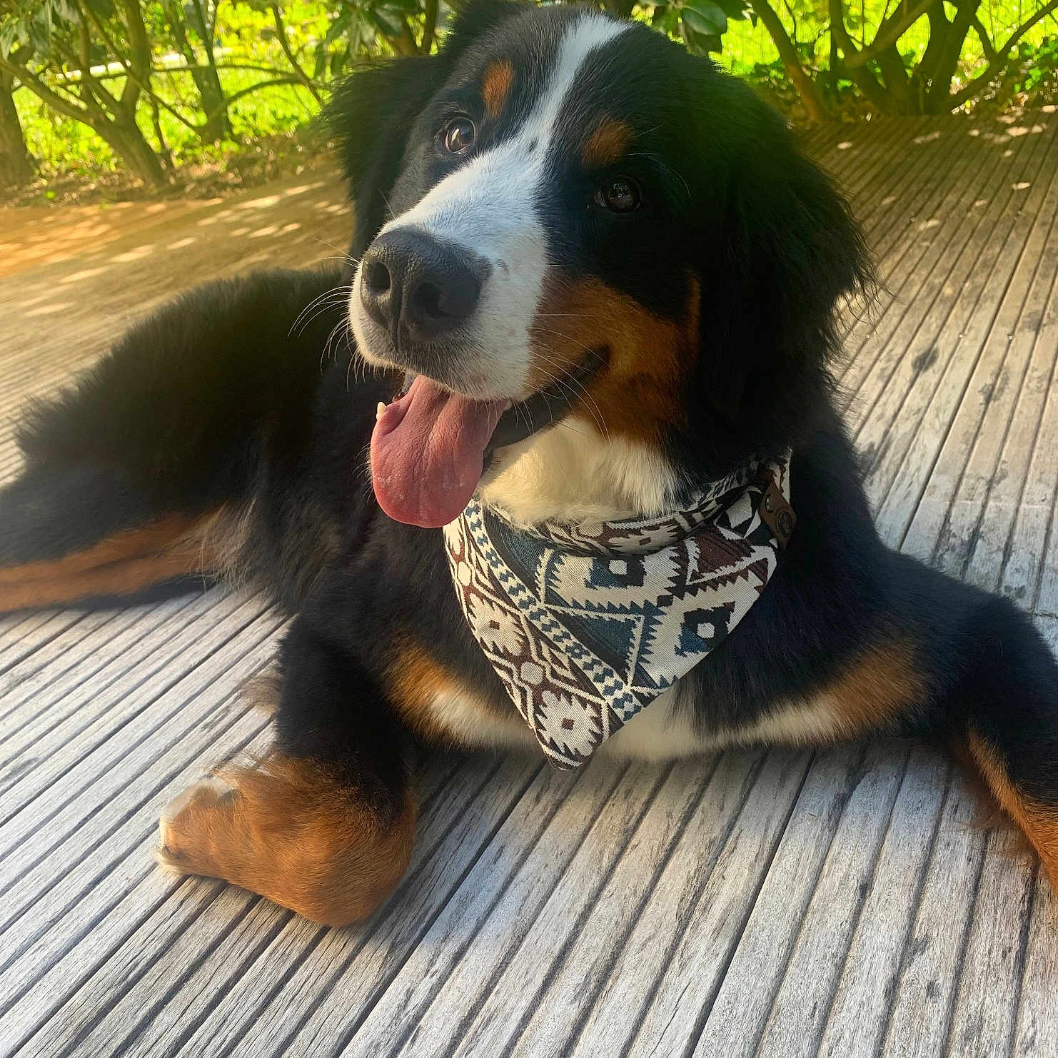 Tempête participe au concours pour gagner de l'argent avec cette photo : accessories, animal, architecture, bandana, building, canine, dog, face, head, headband, hound, person, pet, photography, plant, portrait, puppy, tree, vegetation, wood