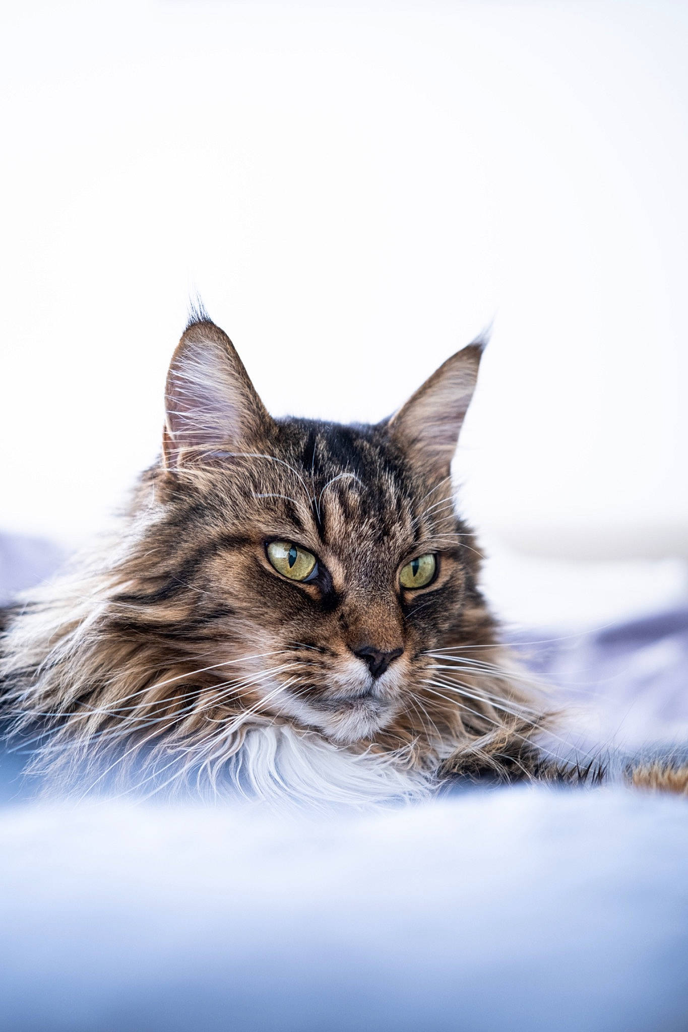 Filo participe au concours pour gagner de l'argent avec cette photo : carnivore, cat, domestic_short_haired_cat, felidae, fur, grass, maine_coon, small_to_medium_sized_cats, snout, terrestrial_animal, tree, whiskers, wildlife