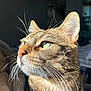 cat, tabby, close_up, whiskers, green_eyes, sunlight, pet, feline, animal, portrait, indoor, soft_light, profile, fur, domestic_cat, cute, mammal, focus, nature, eye