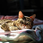 Lulu joined the competition — help win amazing prizes! cat, tabby, green_eyes, paw, blanket, soft, cozy, sunlight, indoor, relaxed, fur, whiskers, pet, animal, mammal, cute, resting, comfort, closeup, bedroom