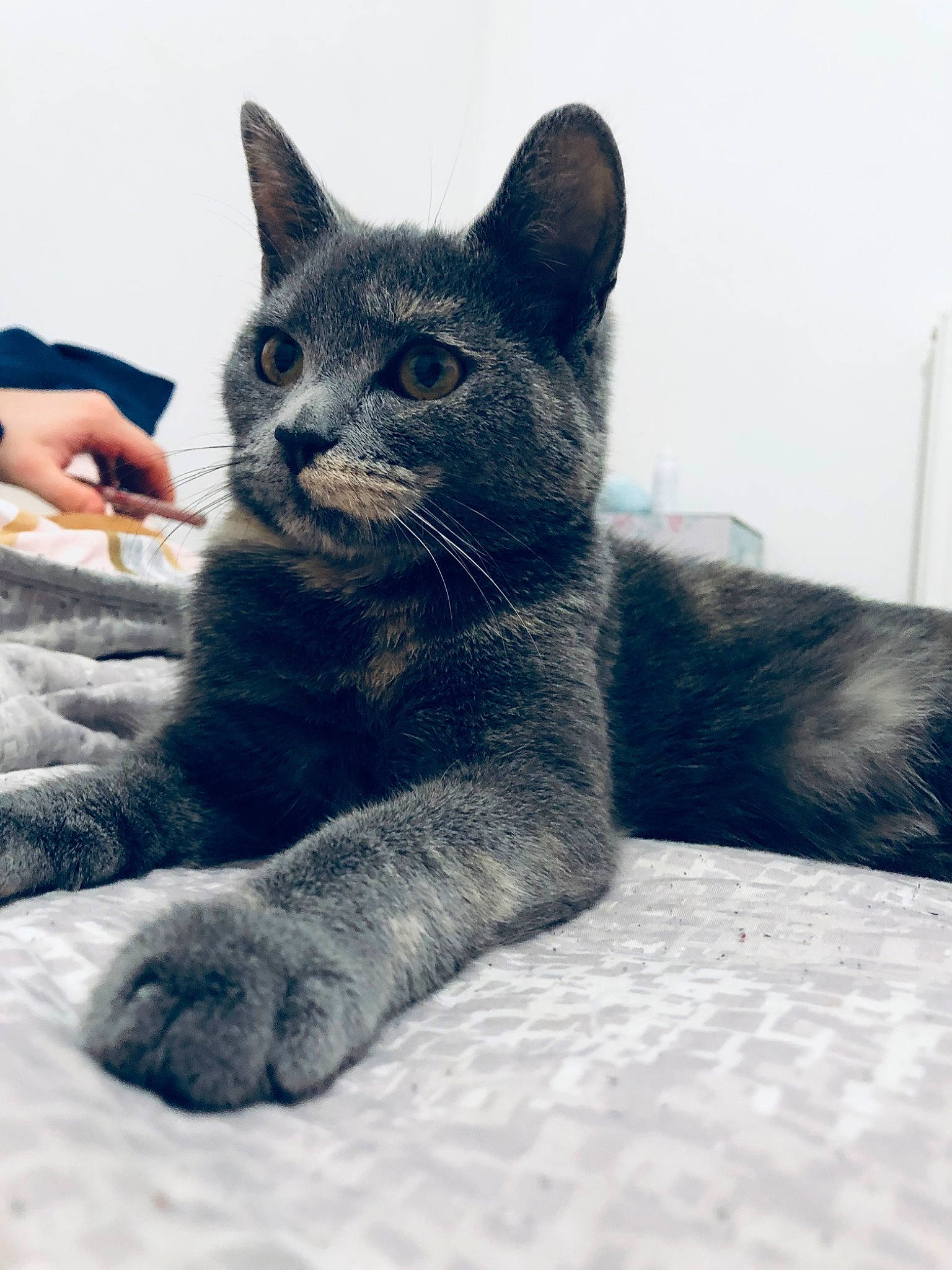 Grey a rejoint le concours — aidez-le/la à gagner de superbes lots ! carnivore, cat, claw, comfort, domestic_short_haired_cat, felidae, fur, grey, paw, russian_blue, sitting, small_to_medium_sized_cats, snout, terrestrial_animal, whiskers, window