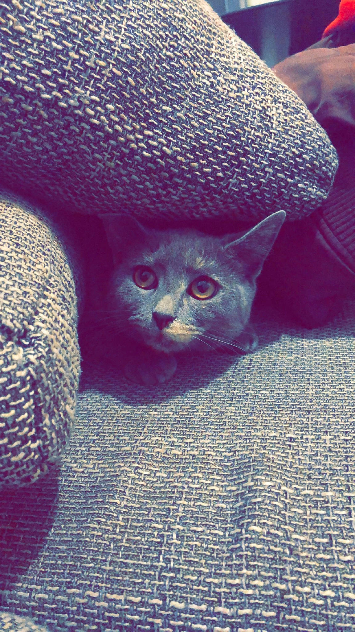 Grey participe au concours pour gagner de l'argent avec cette photo : azure, carnivore, cat, close_up, comfort, domestic_short_haired_cat, electric_blue, eye, felidae, fur, grey, hat, head, pattern, plant, sand, small_to_medium_sized_cats, snout, whiskers, woven_fabric