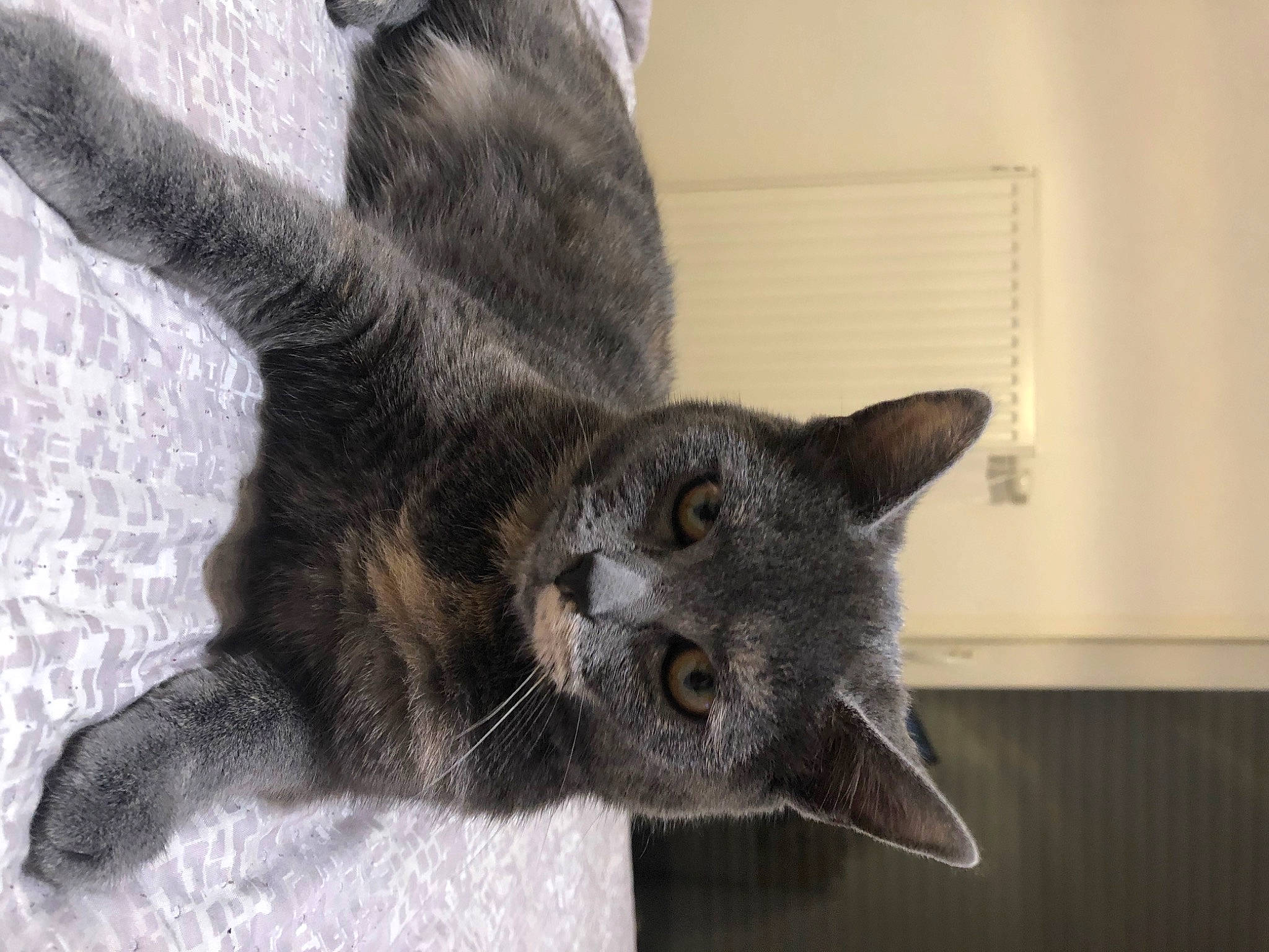 Grey a rejoint le concours — aidez-le/la à gagner de superbes lots ! carnivore, cat, cat_supply, claw, comfort, domestic_short_haired_cat, ear, eye, felidae, fur, gesture, grey, paw, russian_blue, small_to_medium_sized_cats, snout, tail, terrestrial_animal, whiskers, window