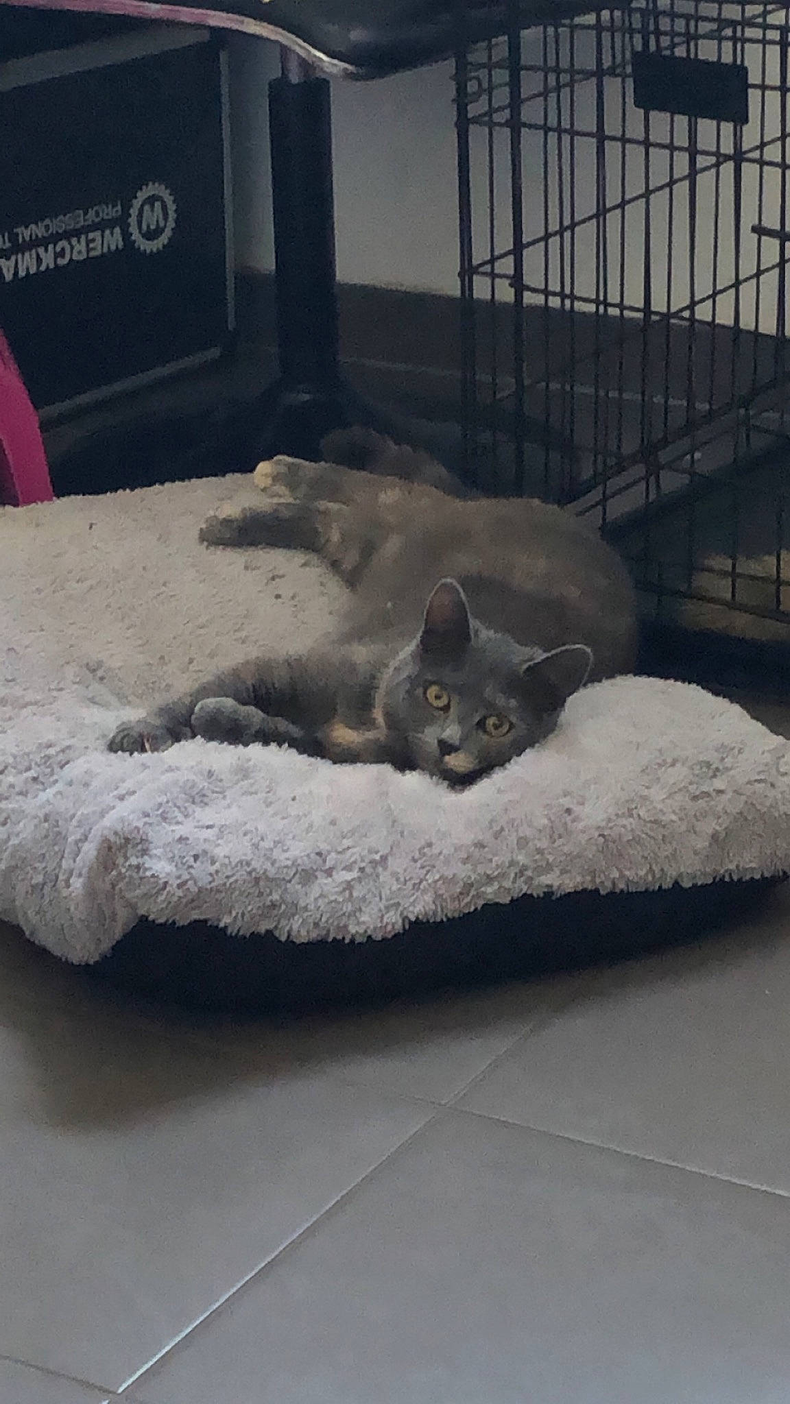 Grey a rejoint le concours — aidez-le/la à gagner de superbes lots ! automotive_tire, carnivore, cat, comfort, domestic_short_haired_cat, felidae, fence, flooring, freezing, grey, metal, paw, small_to_medium_sized_cats, snout, snow, table, tail, whiskers, winter, wood