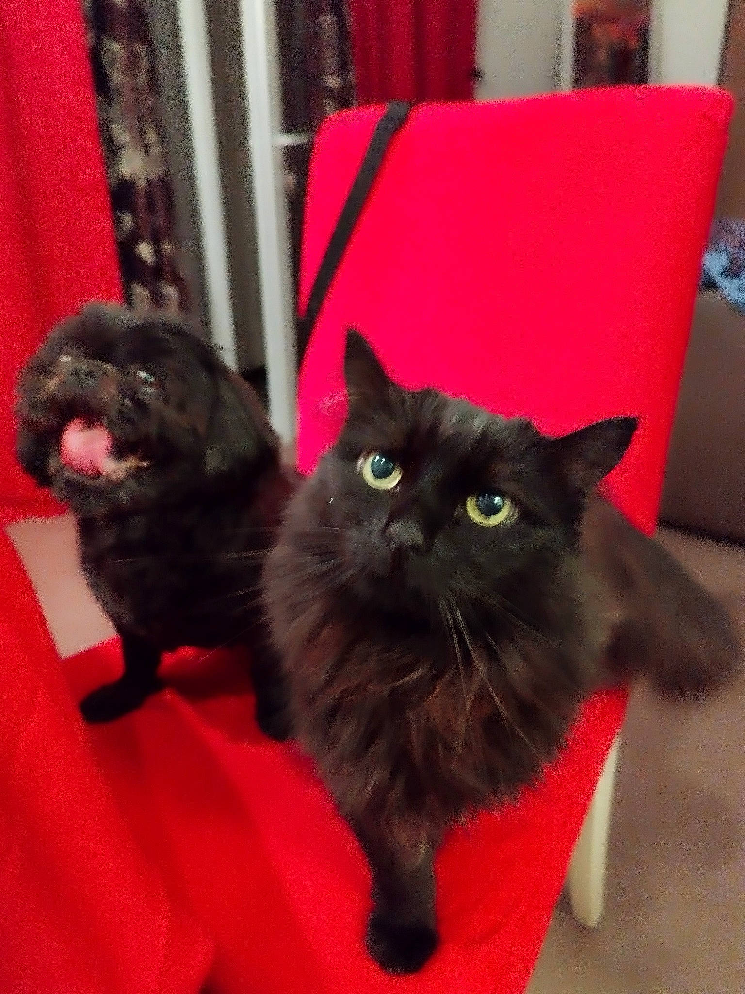 Mimi Et Prada a rejoint le concours — aidez-le/la à gagner de superbes lots ! black_cat, bombay, carnivore, cat, chair, claw, comfort, companion_dog, couch, domestic_short_haired_cat, felidae, flooring, fur, hardwood, red, sitting, small_to_medium_sized_cats, snout, tail, whiskers