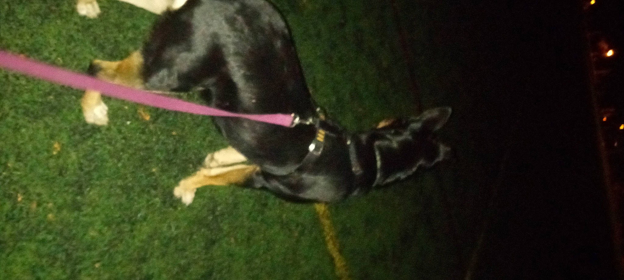 Lil' Girl is registered to the contest to win money with this photo: canidae, carnivore, collar, companion_dog, dog, dog_breed, dog_collar, dog_sports, grass, guard_dog, hunting_dog, leash, liver, pet_supply, recreation, sporting_group, tail, working_animal, working_dog