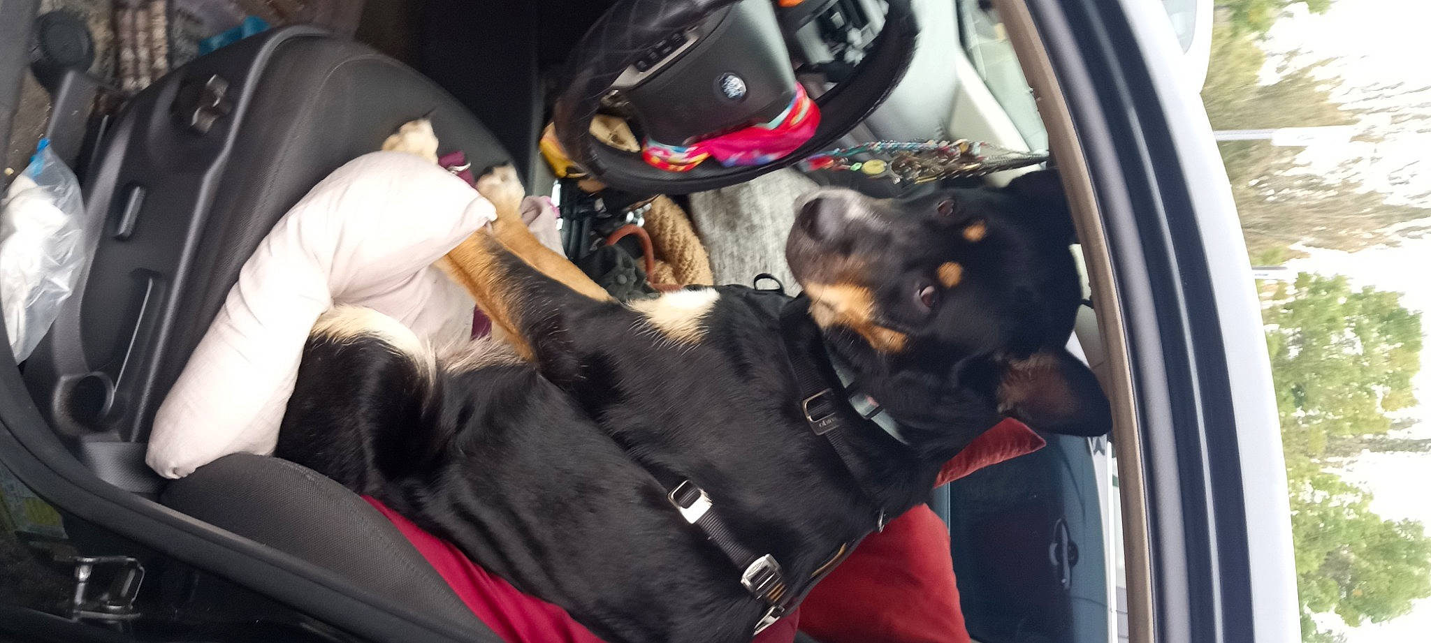 Lil' Girl is registered to the contest to win money with this photo: auto_part, automotive_design, automotive_exterior, automotive_tire, car_seat, car_seat_cover, carnivore, collar, comfort, companion_dog, dog, dog_breed, motor_vehicle, personal_protective_equipment, seat_belt, snout, steering_wheel, toy_dog, vehicle, vehicle_door