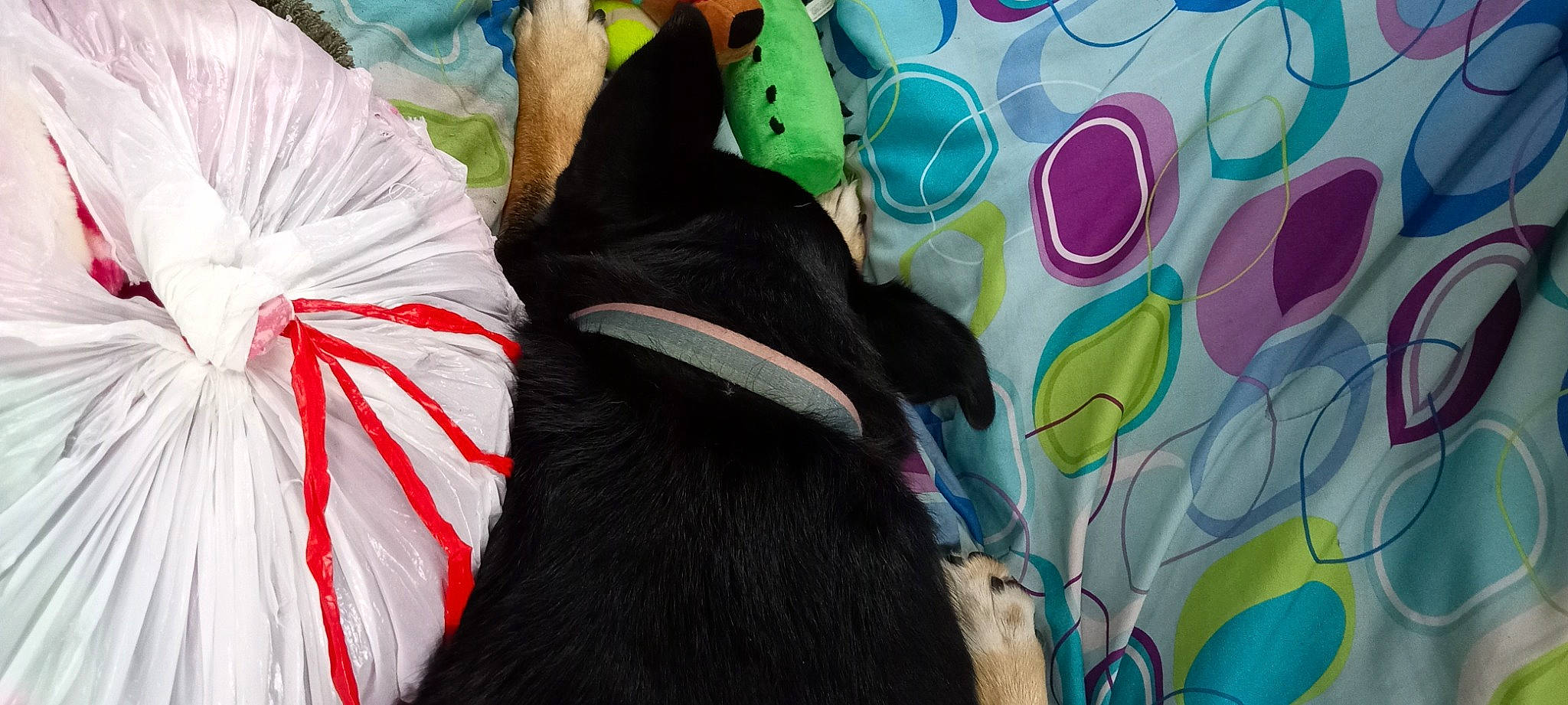 Lil' Girl joined the competition — help win amazing prizes! art, carmine, carnivore, collar, comfort, dog, dog_breed, dog_supply, fashion_accessory, fur, guard_dog, linens, magenta, mammal, pattern, personal_protective_equipment, tail, vertebrate, visual_arts, working_animal