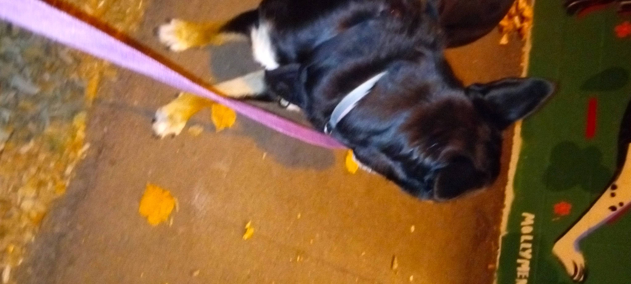 Lil' Girl is registered to the contest to win money with this photo: black_cat, canidae, carnivore, collar, companion_dog, dog, dog_breed, dog_collar, dog_supply, felidae, flooring, fur, leash, pet_supply, small_to_medium_sized_cats, snout, sporting_group, tail, whiskers, working_animal