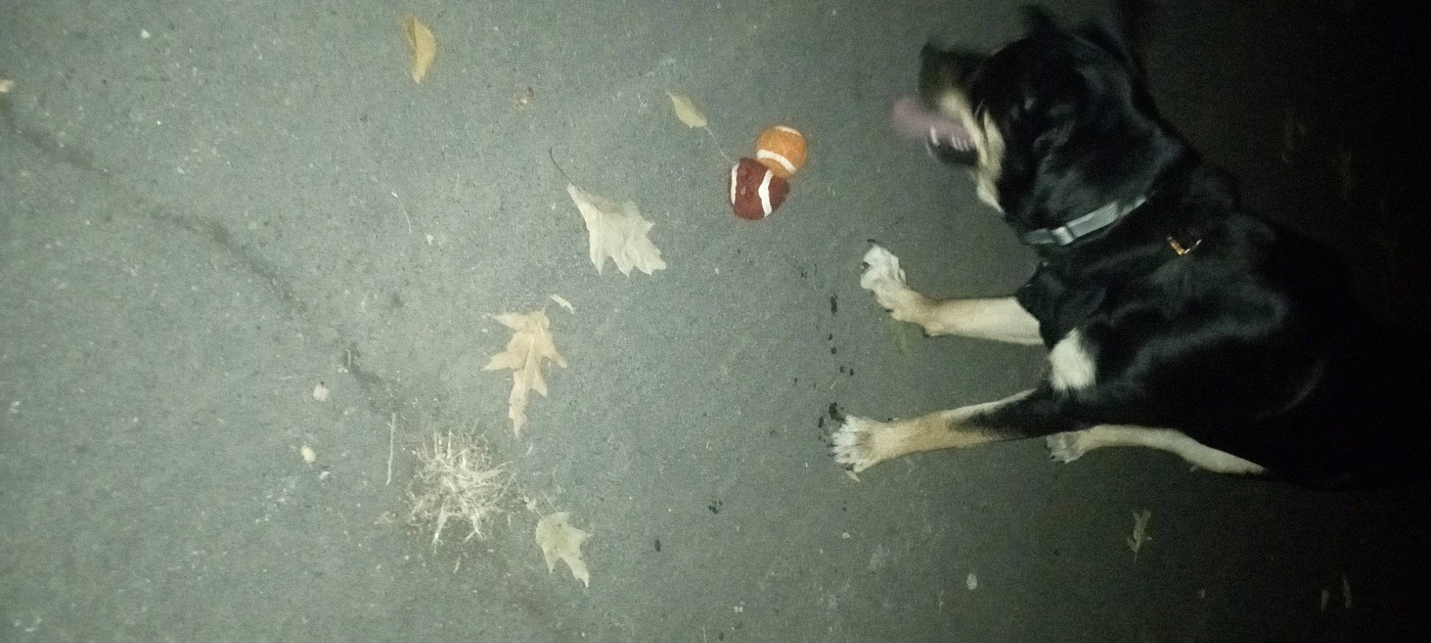 Lil' Girl is registered to the contest to win money with this photo: asphalt, canidae, carnivore, companion_dog, concrete, dog, dog_breed, flooring, foot, paw, road, road_surface, shadow, sidewalk, snout, soil, sporting_group, street_dog, tail, tar