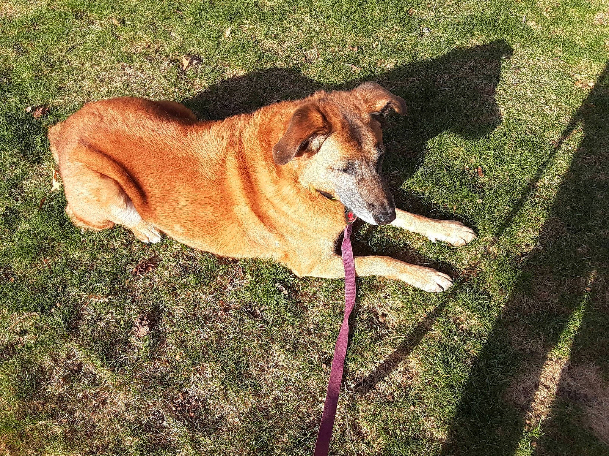 Morgan is registered to the contest to win money with this photo: canidae, carnivore, collar, companion_dog, dog, dog_breed, dog_collar, dog_supply, fawn, grass, leash, pet_supply, plant, sidewalk, snout, sporting_group, tail, terrestrial_animal, working_animal, working_dog