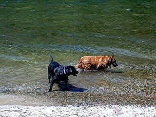 Morgan joined the competition — help win amazing prizes! beach, canidae, carnivore, companion_dog, dog, dog_breed, grass, hunting_dog, lake, sporting_group, tail, terrestrial_animal, water, wildlife, working_animal, working_dog