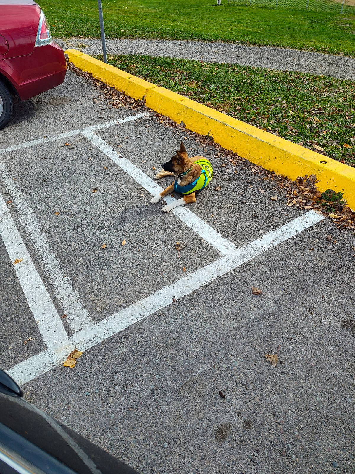 Aumen is registered to the contest to win money with this photo: asphalt, automotive_lighting, automotive_tire, car, grass, infrastructure, motor_vehicle, parking, pedestrian_crossing, plant, road, road_surface, sidewalk, tar, thoroughfare, tire, vehicle, vehicle_registration_plate, wheel, zebra_crossing