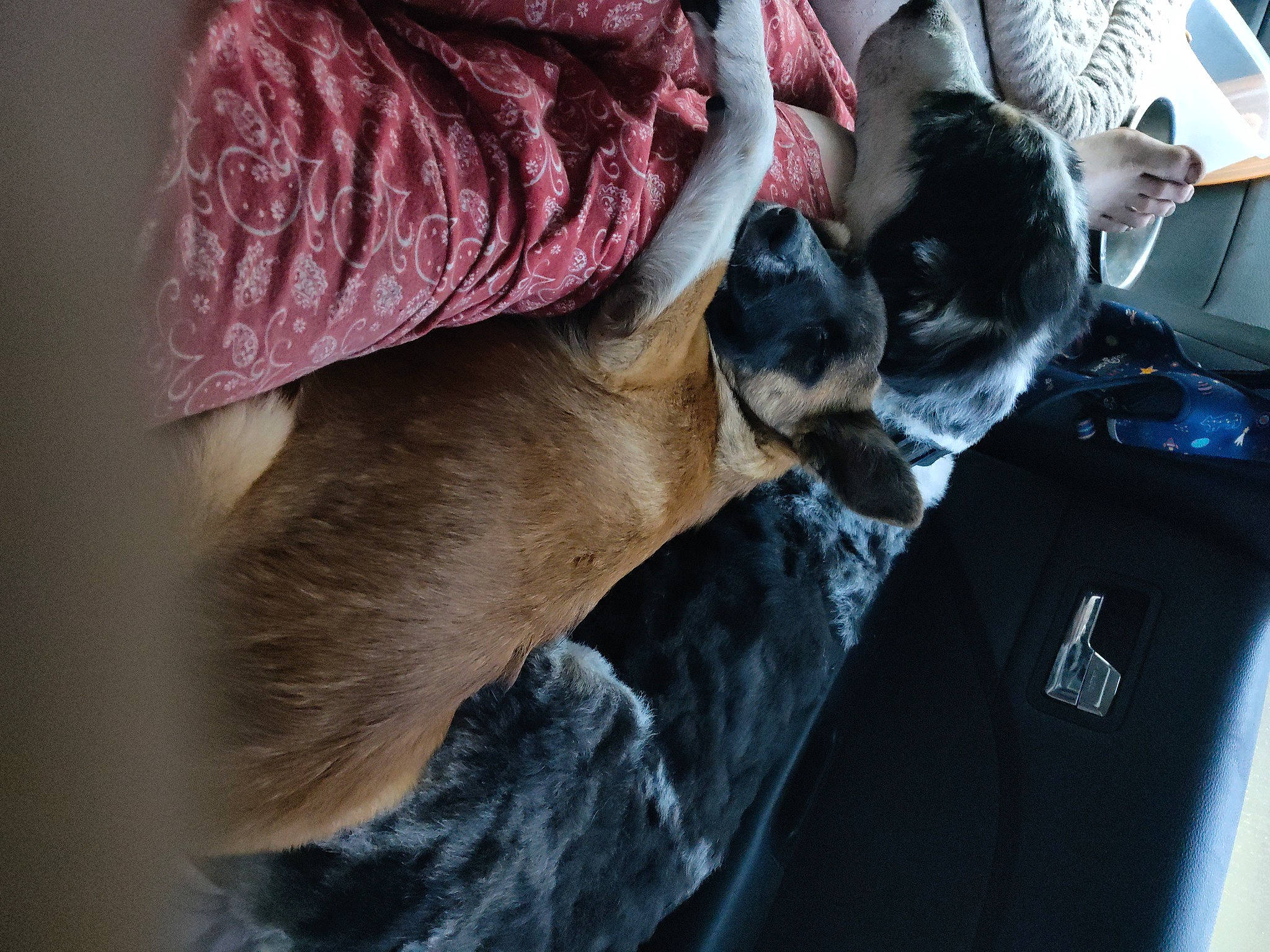 Aumen joined the competition — help win amazing prizes! automotive_exterior, canidae, carnivore, comfort, companion_dog, dog, dog_breed, fawn, felidae, fur, human_leg, linens, magenta, nap, small_to_medium_sized_cats, snout, sporting_group, toy_dog, whiskers, wool