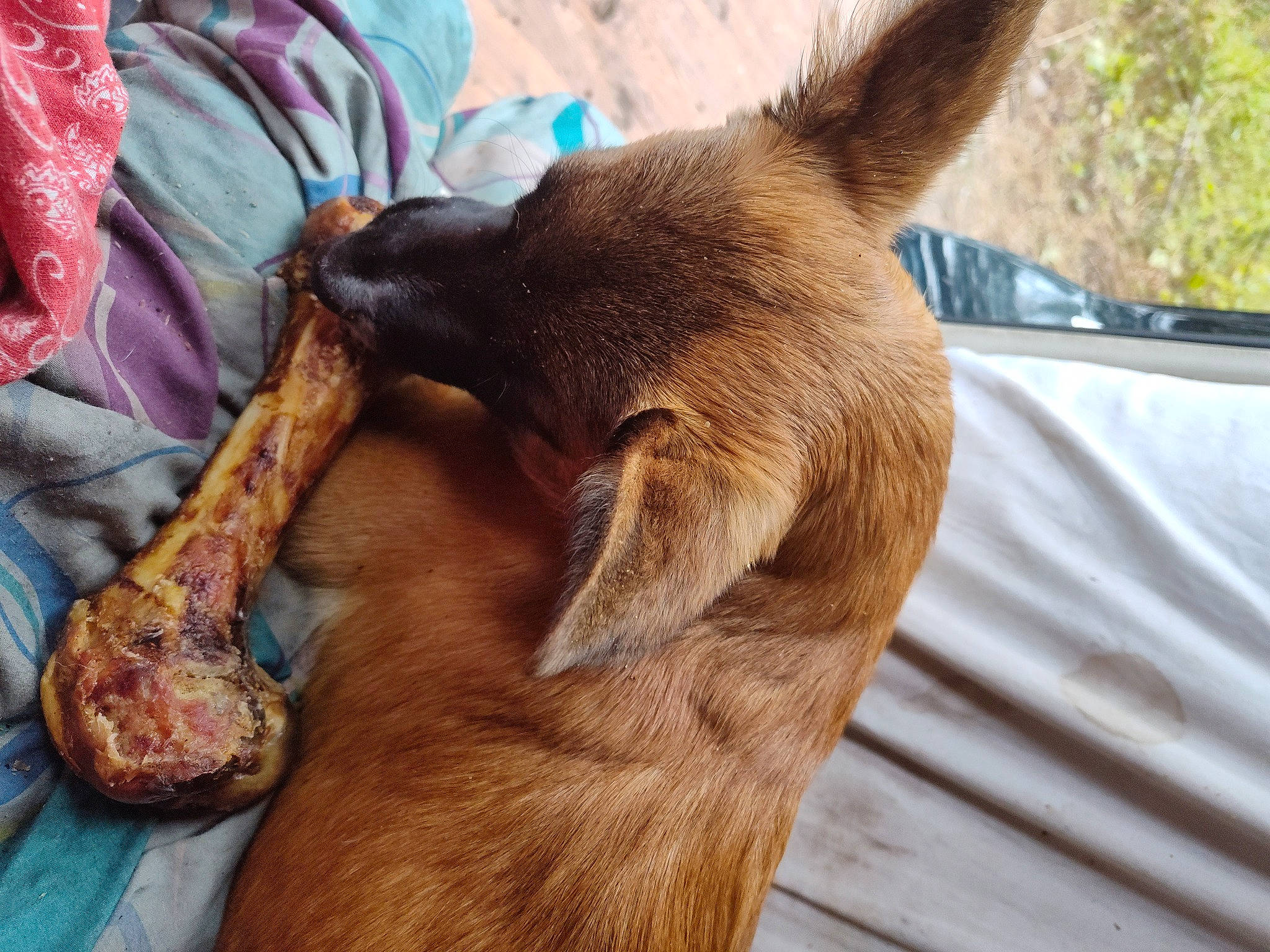 Aumen is registered to the contest to win money with this photo: carnivore, claw, collar, comfort, companion_dog, dog, dog_breed, fawn, felidae, foot, fur, human_leg, liver, paw, snout, sporting_group, tail, terrestrial_animal, whiskers, working_animal