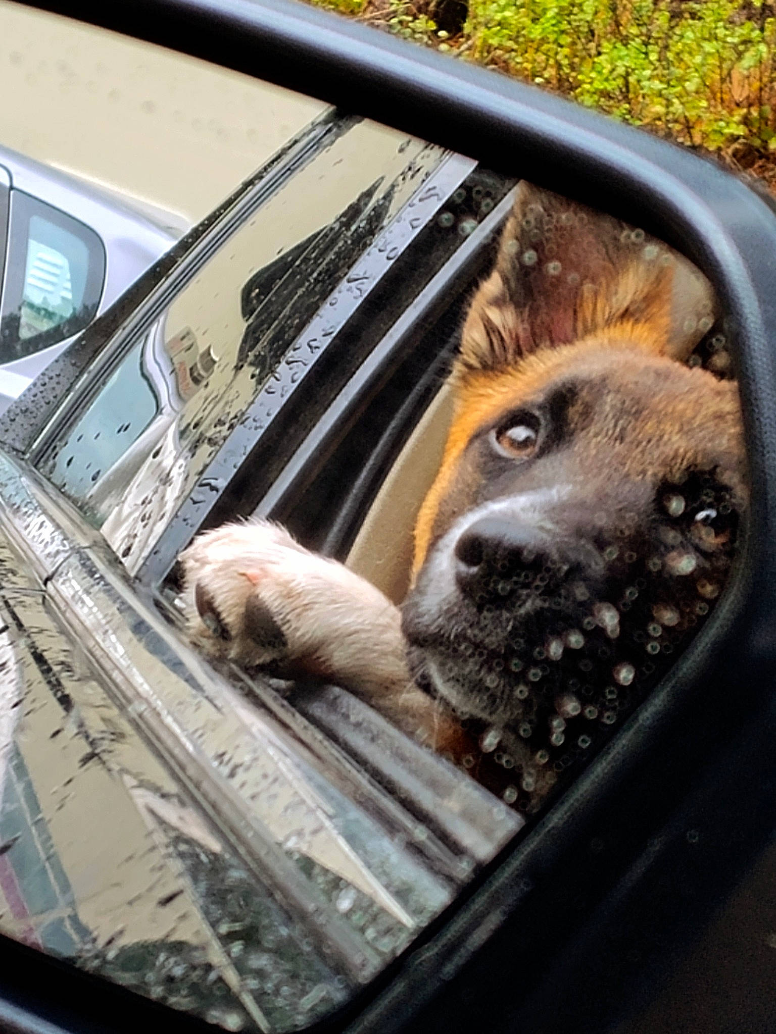 Aumen is registered to the contest to win money with this photo: auto_part, automotive_design, automotive_exterior, automotive_lighting, automotive_mirror, car, carnivore, dog, fawn, hood, land_vehicle, mode_of_transport, motor_vehicle, plant, rear_view_mirror, steering_wheel, vehicle, vehicle_door, window, windscreen_wiper