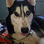 dog, husky, close_up, indoor, pet, animal, heterochromia, blue_eye, brown_eye, tongue_out, fur, collar, bed, blanket, resting, cute, canine, portrait, domestic_animal, lying_down