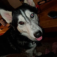 Blue is registered to the contest to win money with this photo: dog, husky, tongue_out, indoor, pet, animal, close_up, black_and_white, fur, ears, table, household_items, carpet, foot, collar, canine, cute, face, eye, tongue