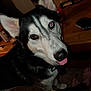 dog, husky, tongue_out, indoor, pet, animal, close_up, black_and_white, fur, ears, table, household_items, carpet, foot, collar, canine, cute, face, eye, tongue
