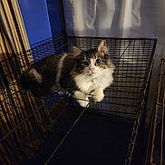 Bane is registered to the contest to win money with this photo: cat, fluffy, tabby, white_fur, metal_cage, indoor, pet, animal, feline, curious, resting, looking_at_camera, shadow, blue_wall, wooden_planks, collar, whiskers, ears, claws, quiet