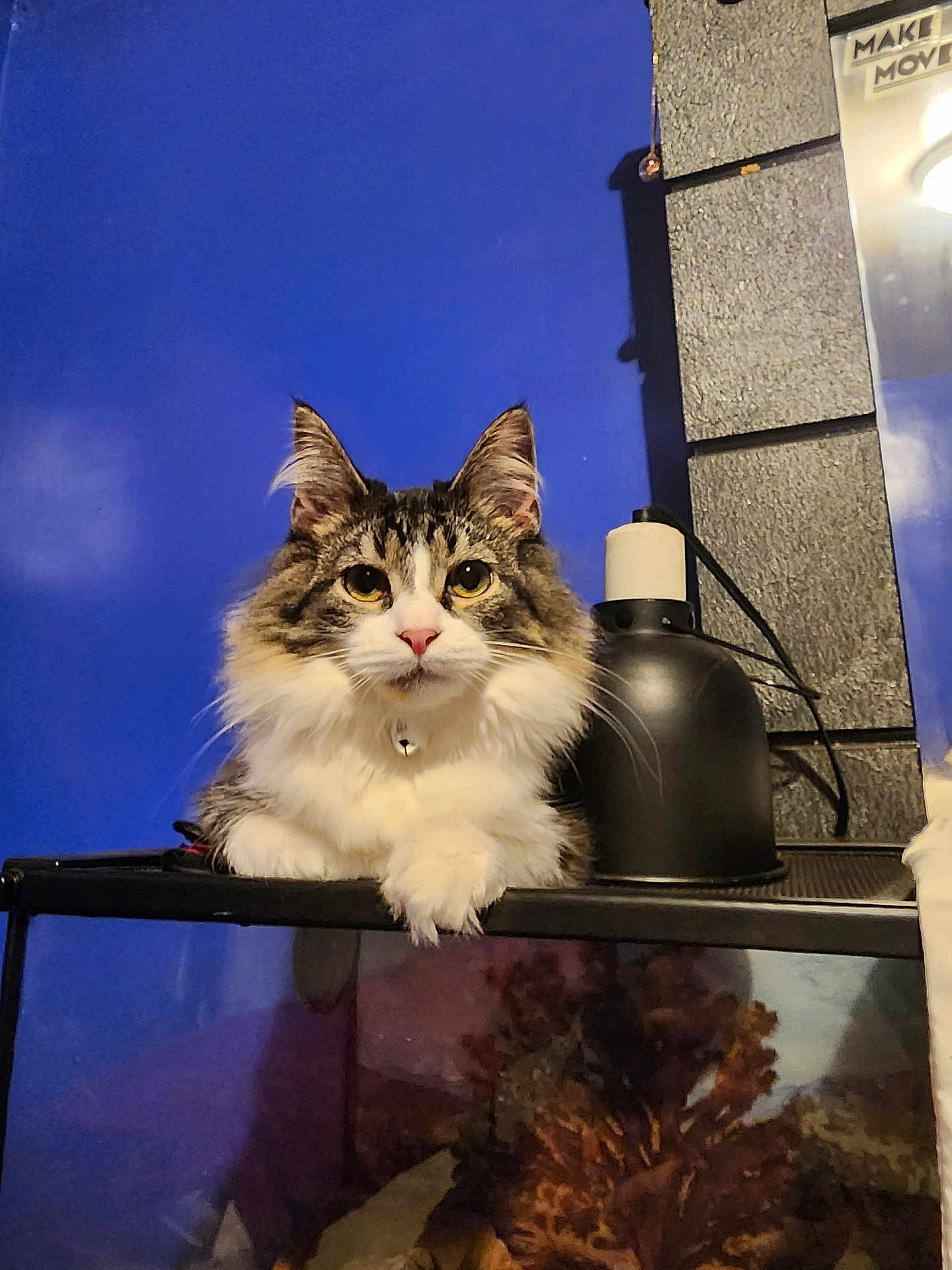 Bane is registered to the contest to win money with this photo: cat, fluffy_cat, pet, indoor, blue_wall, lamp, feline, animal, curious, pet_accessory, collar, domestic_cat, resting, cute, whiskers, ears, face, fur, table, household