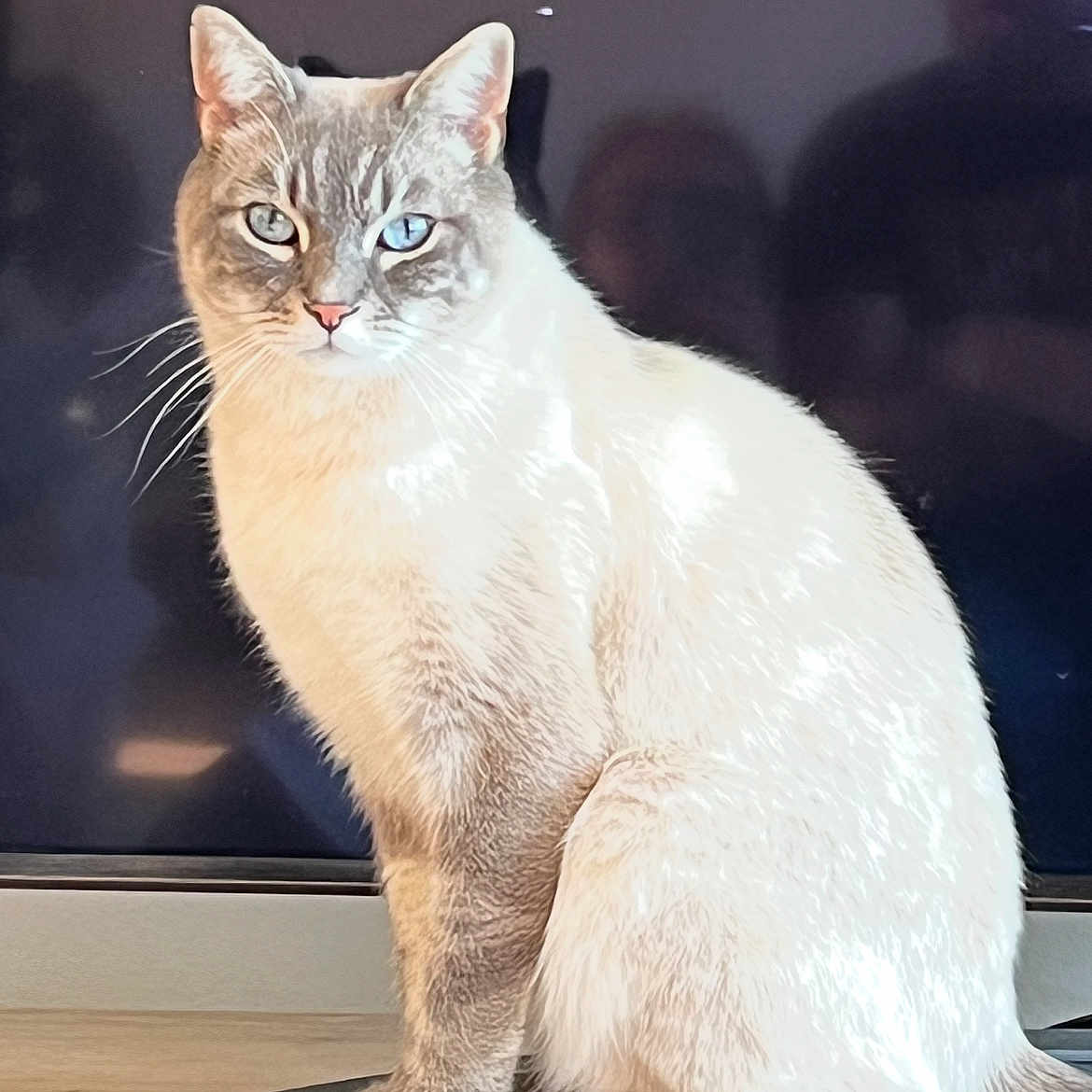 Chatelouf participe au concours pour gagner de l'argent avec cette photo : animal, blue_eyes, cat, cute, domestic_animal, ears, feline, fur, home, indoor, light_reflection, looking_at_camera, pet, portrait, remote_control, screen, sitting, tail, whiskers, wooden_surface