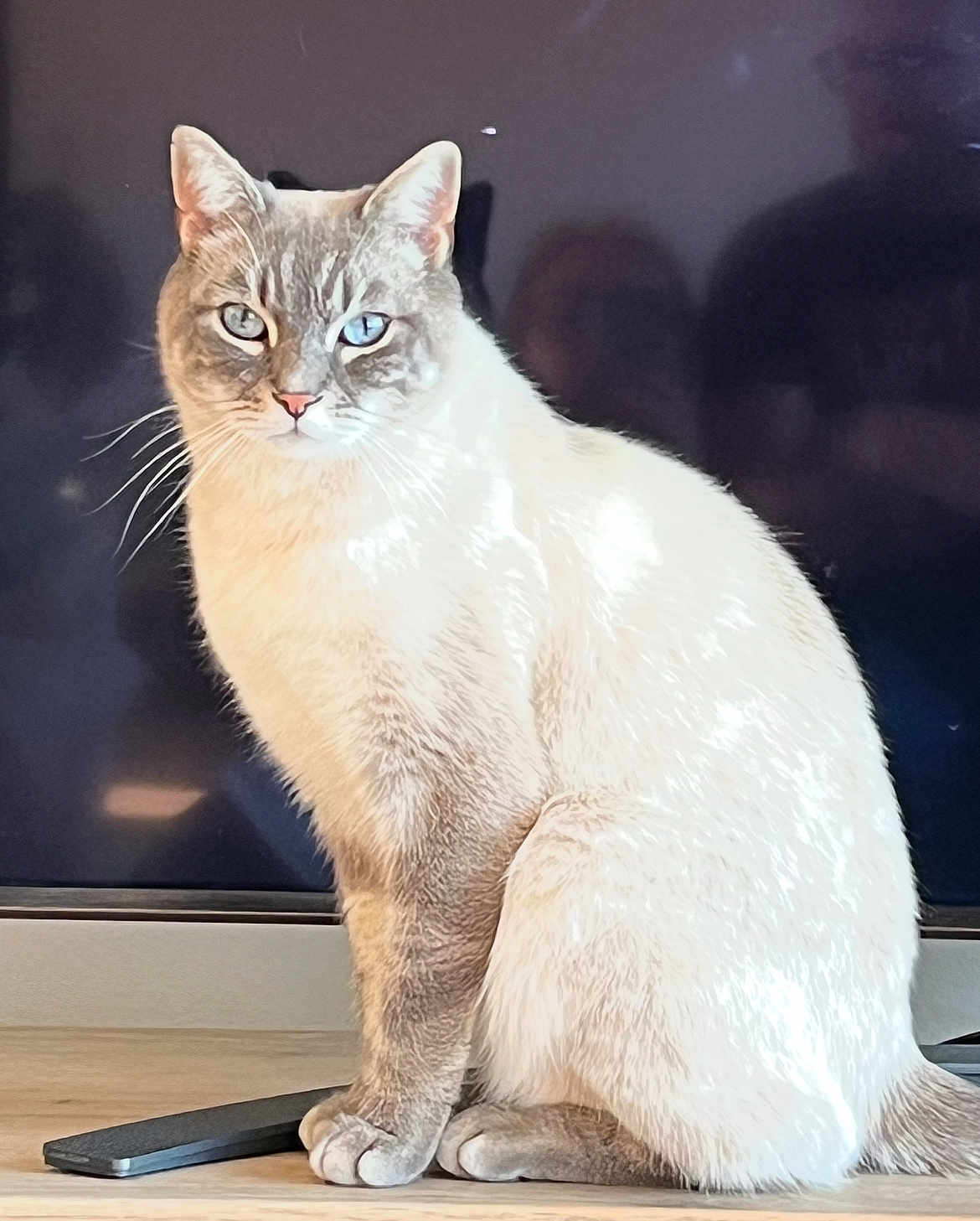 Chatelouf participe au concours pour gagner de l'argent avec cette photo : animal, blue_eyes, cat, cute, domestic_animal, ears, feline, fur, home, indoor, light_reflection, looking_at_camera, pet, portrait, remote_control, screen, sitting, tail, whiskers, wooden_surface