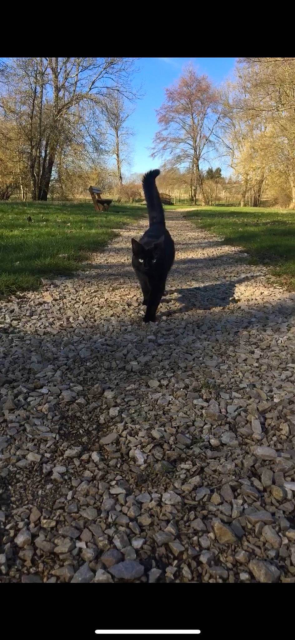 Mala a rejoint le concours — aidez-le/la à gagner de superbes lots ! art, asphalt, beak, fawn, gesture, grass, grassland, landscape, natural_landscape, plant, road, road_surface, rural_area, sky, soil, tail, terrestrial_animal, tree, trunk, wood