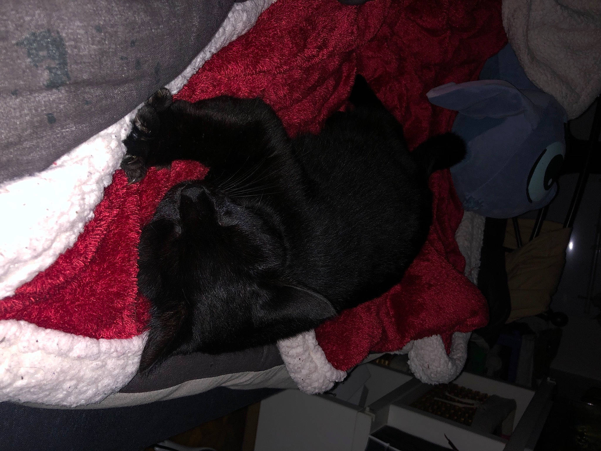 Mala a rejoint le concours — aidez-le/la à gagner de superbes lots ! carmine, comfort, dog_breed, felidae, fur, grey, linens, magenta, natural_material, pattern, red, room, sleeve, small_to_medium_sized_cats, tail, thread, tints_and_shades, wool, woolen, woven_fabric