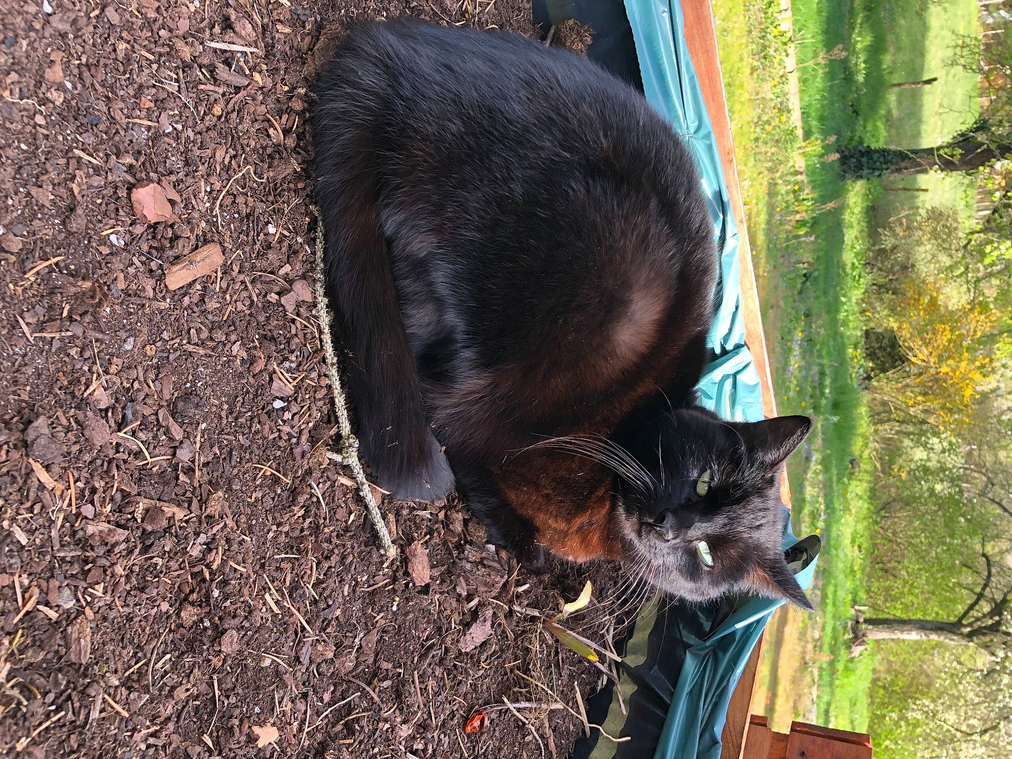 Mala a rejoint le concours — aidez-le/la à gagner de superbes lots ! canidae, carnivore, cat, dog_breed, fawn, felidae, fur, grass, mammal, plant, small_to_medium_sized_cats, snout, soil, sporting_group, tail, terrestrial_animal, trunk, vertebrate, whiskers, wildlife