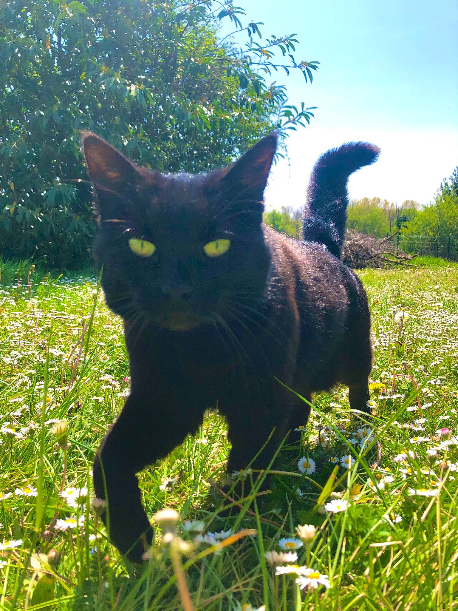 Mala a rejoint le concours — aidez-le/la à gagner de superbes lots ! black_cat, bombay, botany, carnivore, cat, felidae, grass, grassland, groundcover, lawn, mammal, plant, shrub, sky, small_to_medium_sized_cats, snout, tail, terrestrial_animal, vertebrate, whiskers