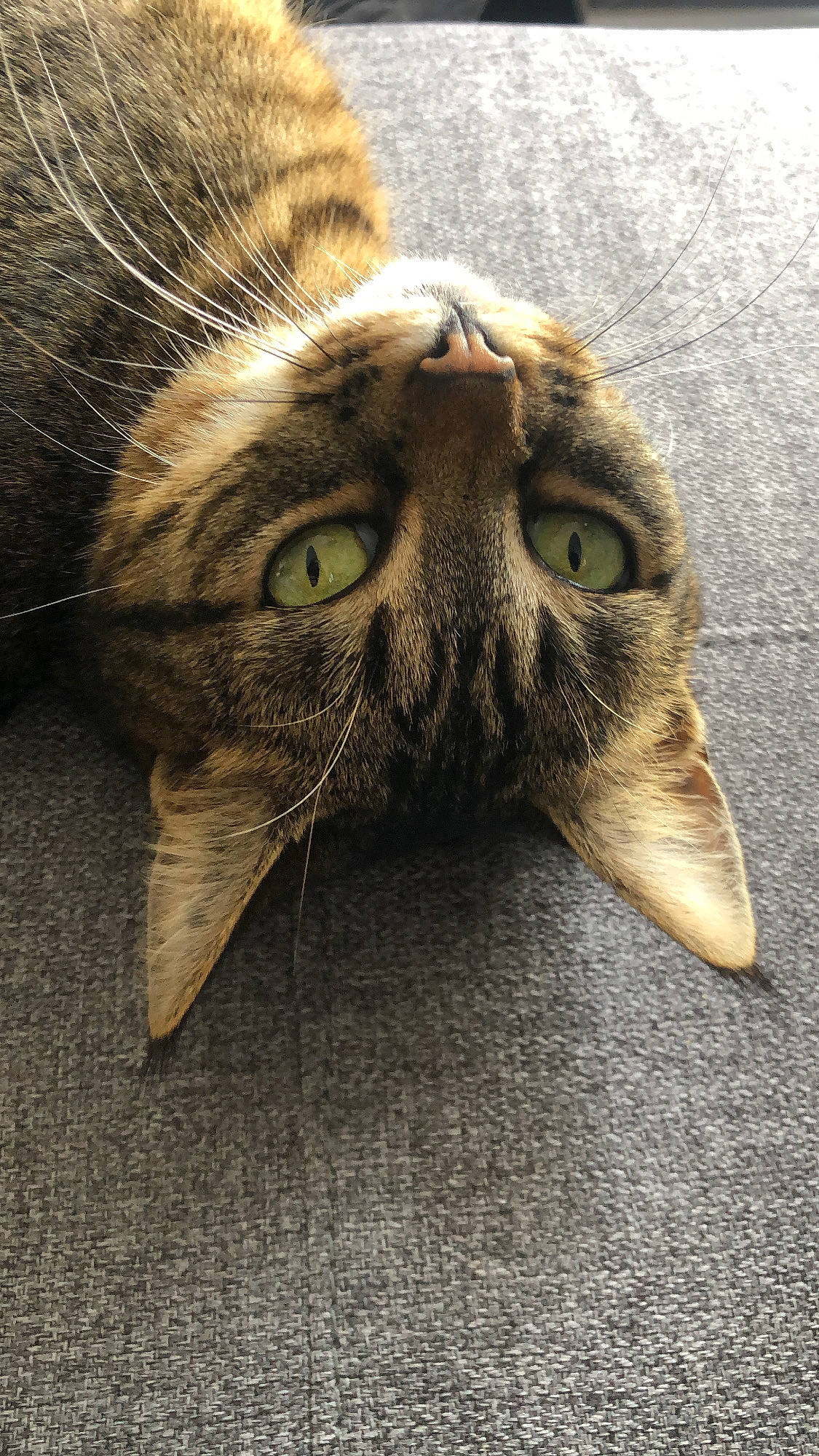 Câline a rejoint le concours — aidez-le/la à gagner de superbes lots ! carnivore, cat, claw, devon_rex, domestic_short_haired_cat, felidae, fur, paw, plant, small_to_medium_sized_cats, snout, terrestrial_animal, whiskers, wildlife