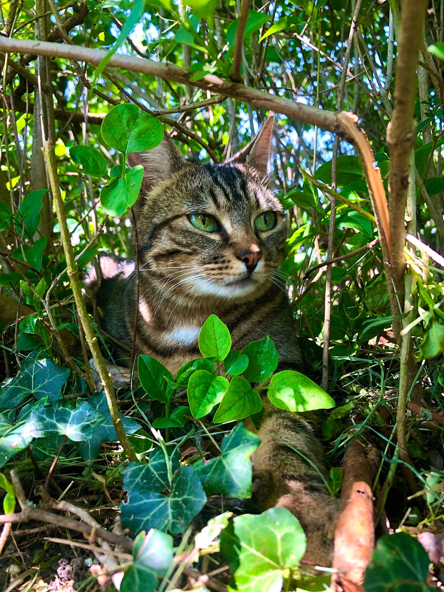 Câline participe au concours pour gagner de l'argent avec cette photo : branch, carnivore, cat, domestic_short_haired_cat, fawn, felidae, grass, groundcover, jungle, nature_reserve, organism, plant, small_to_medium_sized_cats, snout, tail, terrestrial_animal, terrestrial_plant, tree, whiskers, wood