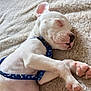 puppy, dog, sleeping, white_dog, blue_harness, close_up, pet, cozy, blanket, soft_texture, paw, cute, relaxed, animal, young_dog, indoors, resting, peaceful, fur, adorable