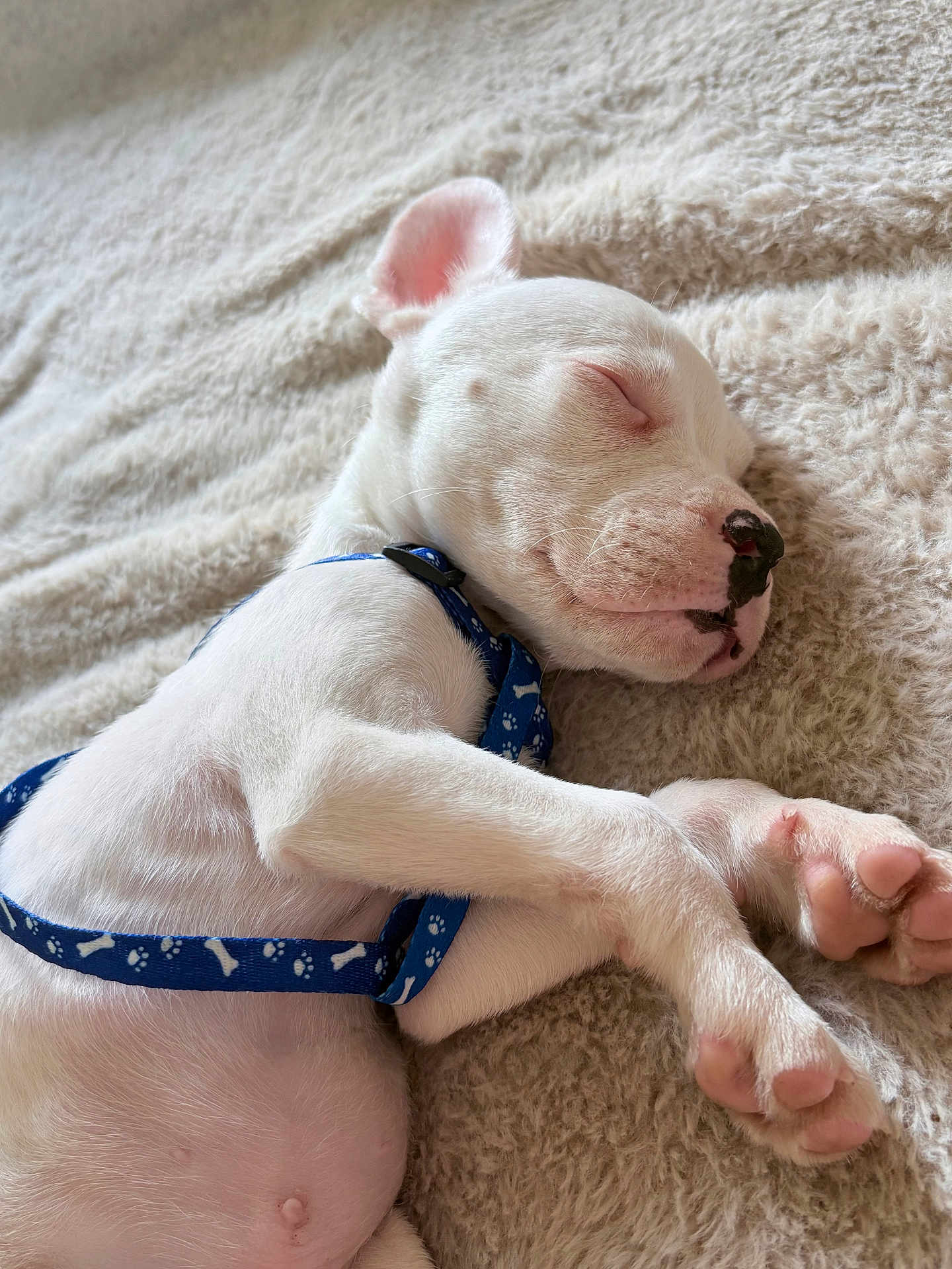 Taz a rejoint le concours — aidez-le/la à gagner de superbes lots ! puppy, dog, sleeping, white_dog, blue_harness, close_up, pet, cozy, blanket, soft_texture, paw, cute, relaxed, animal, young_dog, indoors, resting, peaceful, fur, adorable
